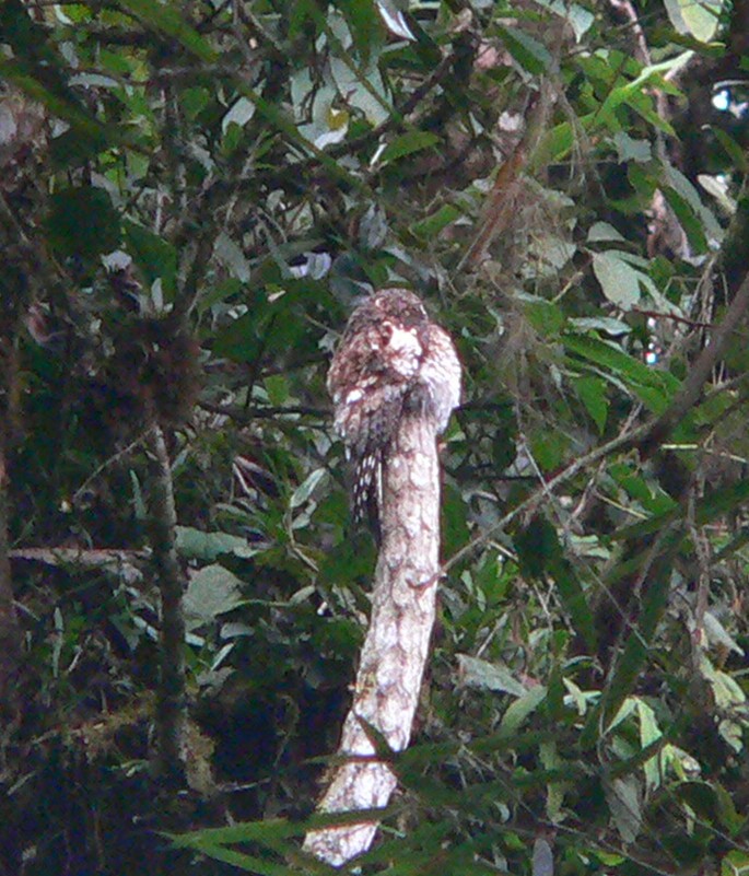 Andean_Potoo_2