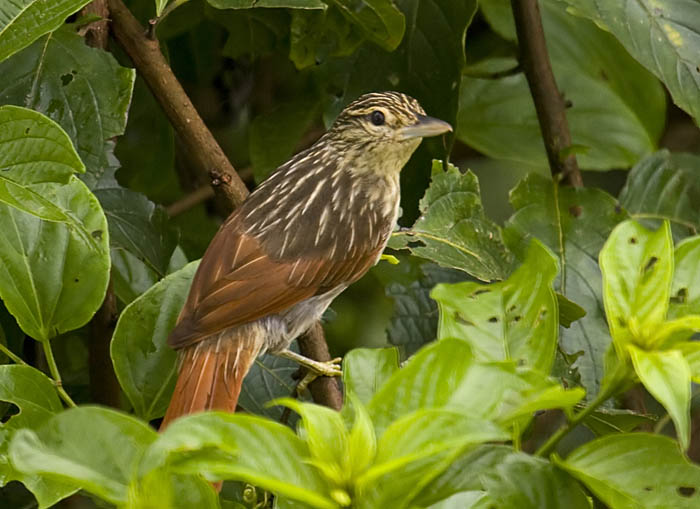 Chestnut-winged_Hookbill_SB