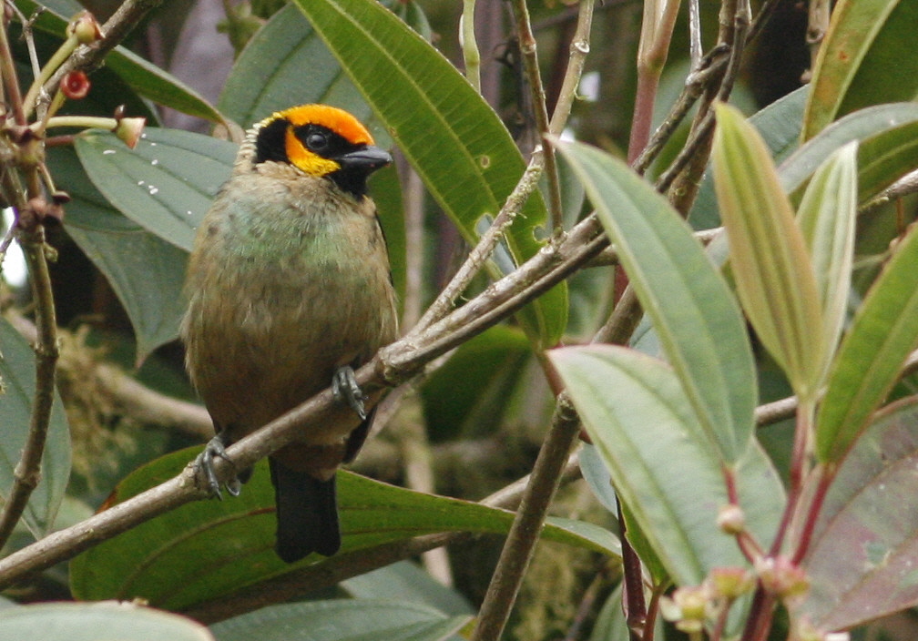 Flame-facedTanager2