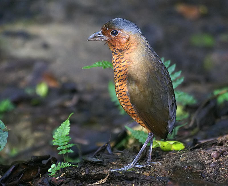 Giant_Antpitta