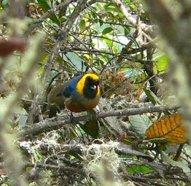 Golden-collared_Tanager_1