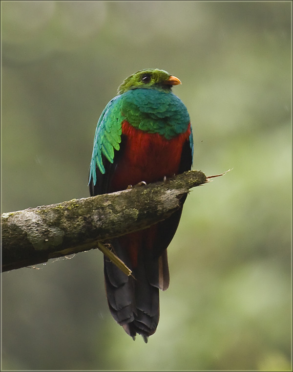 Golden-headed-Quetzal_DMB