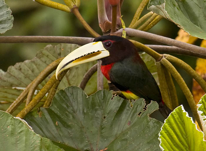 Ivory-billed_Aracari_SB