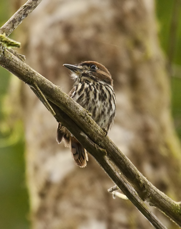 Lanceolated-Monklet-Dusan-Brinkhuizen-1_(2)