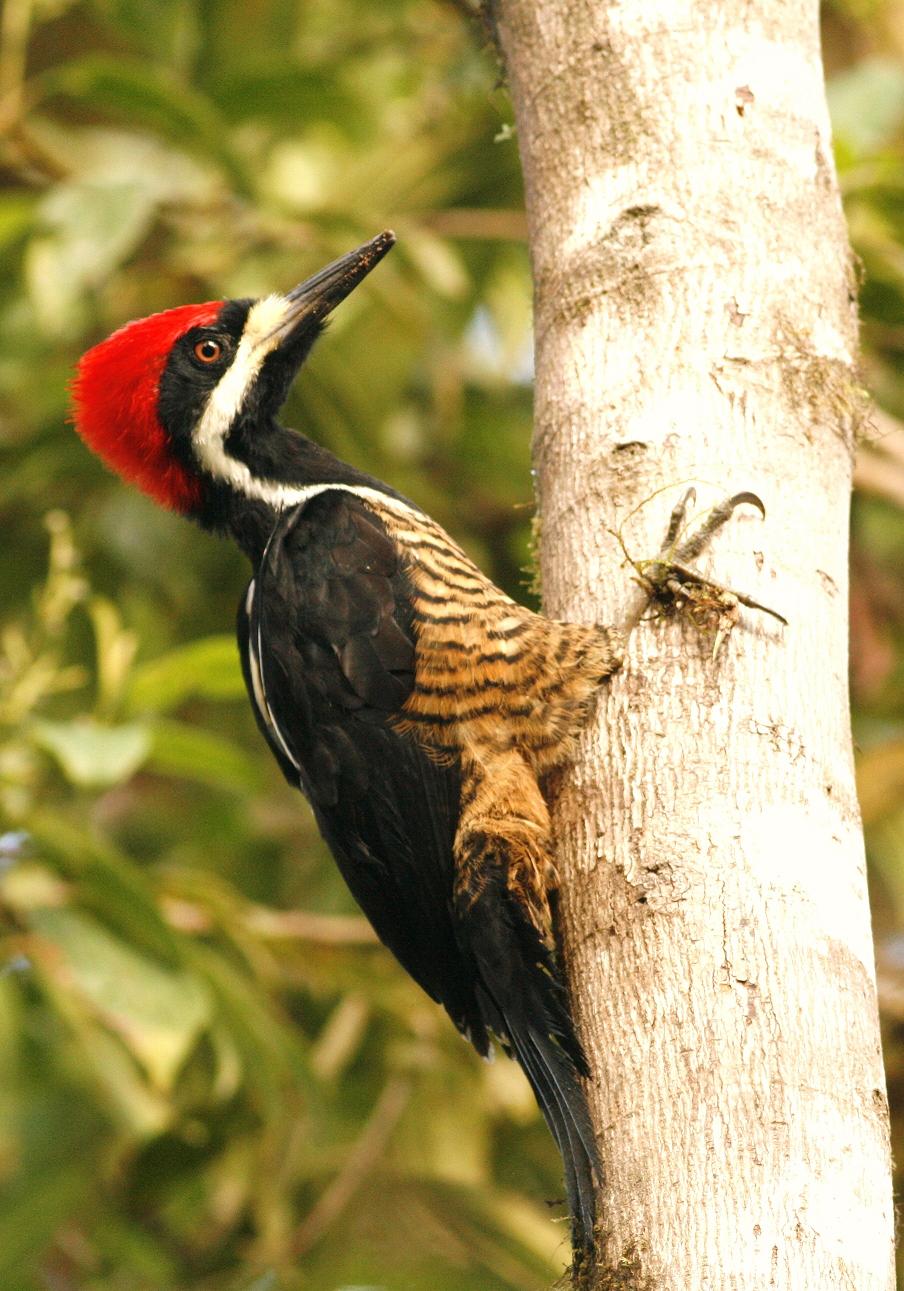 PowerfulWoodpecker1_LS_2