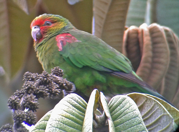 Red-faced-Parrot-DusanB_(2)_So_Ec_2012