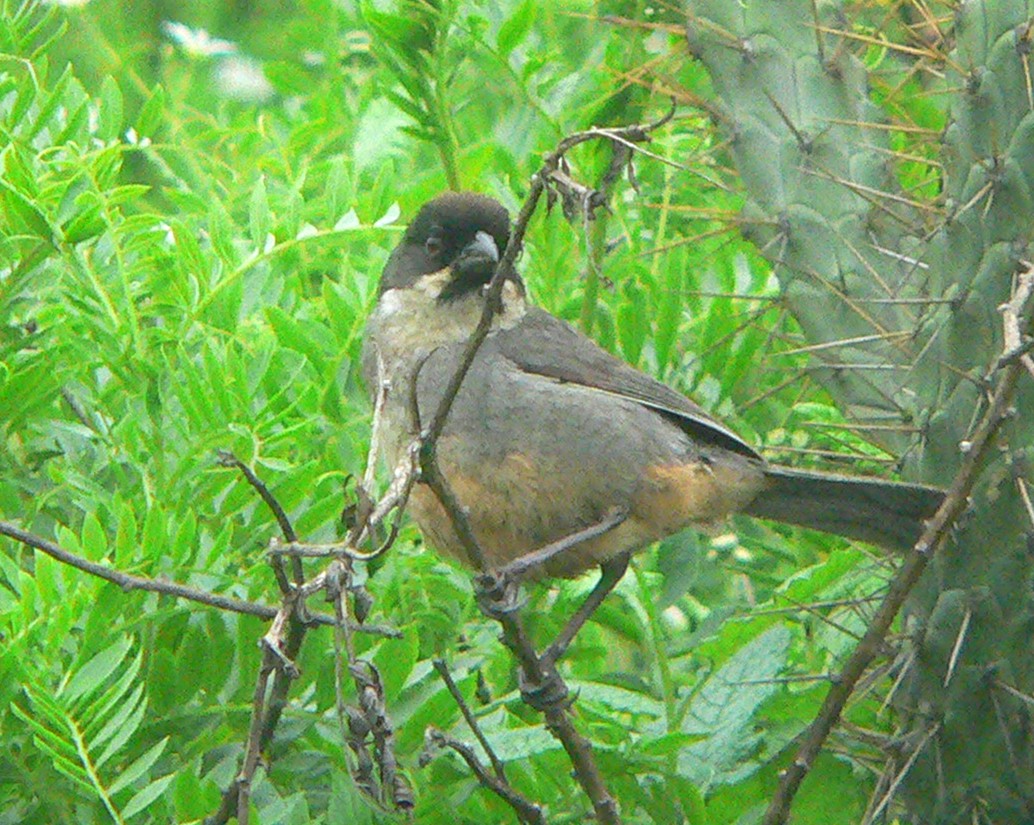 Rusty-bellied_Brush-Finch3