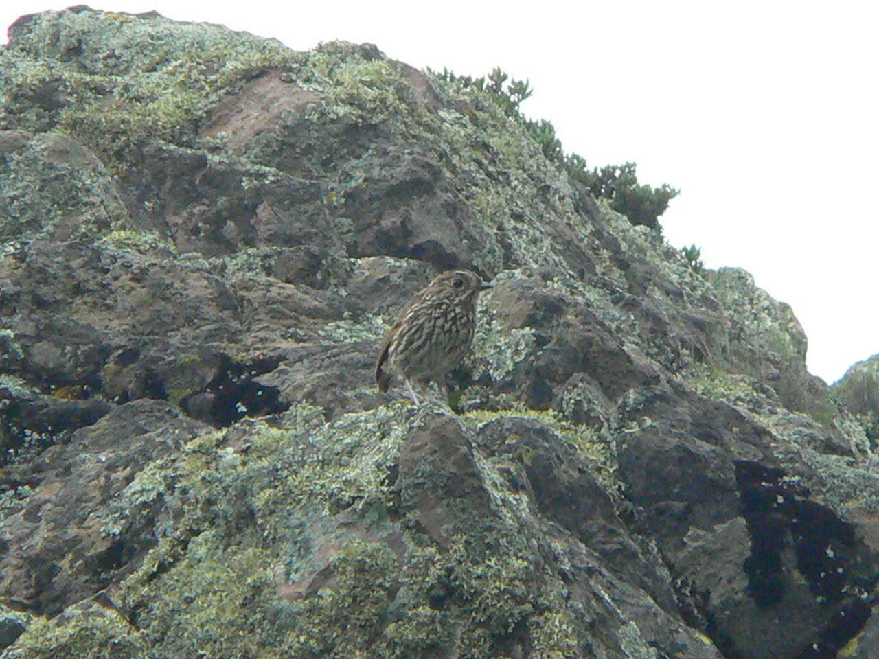 Stripe-headed_Antpitta