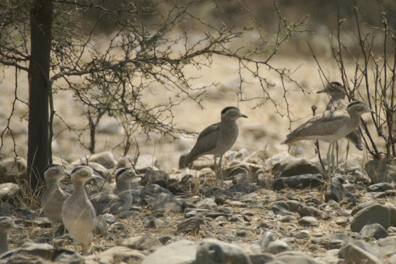 Thick-knee,_Peruvian_2b_SD