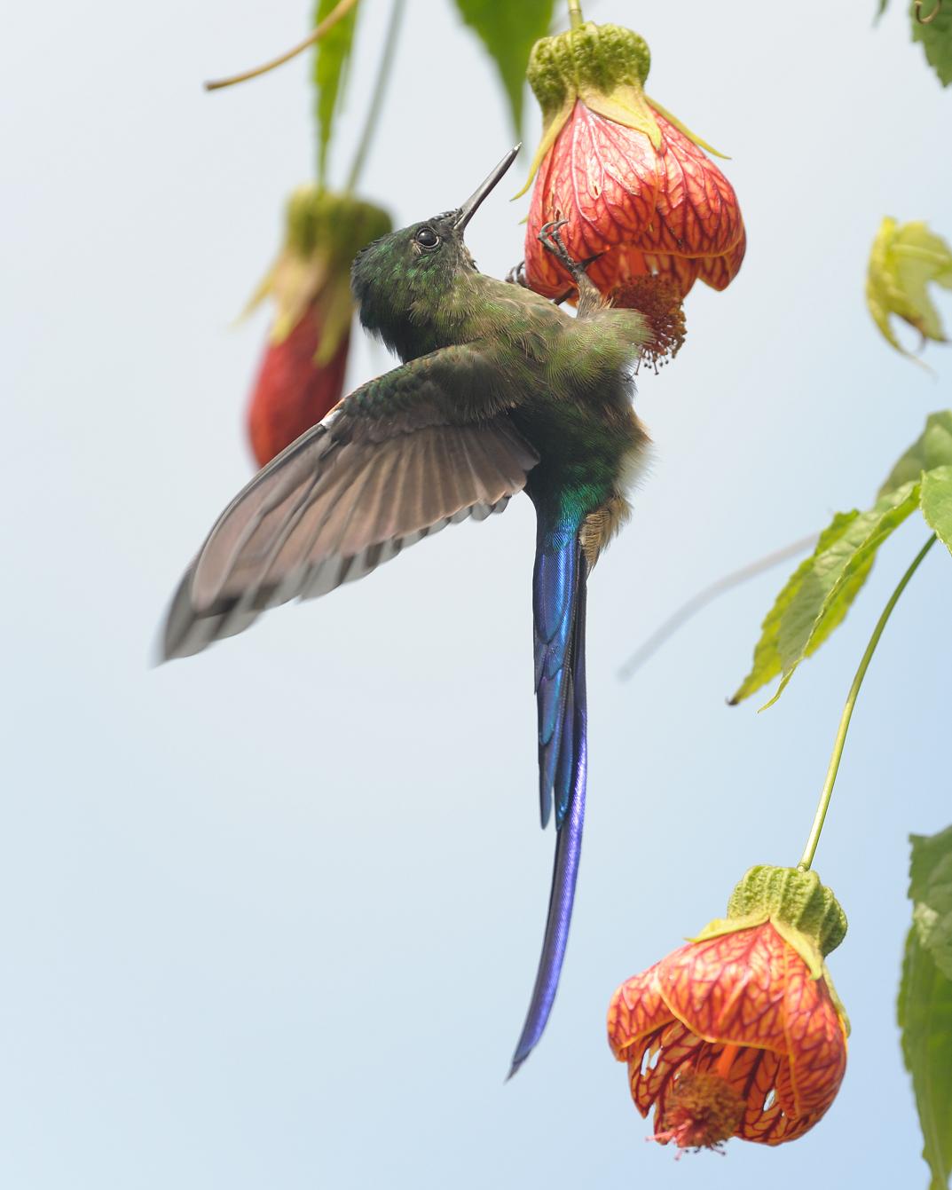 Violet-tailed_sylph_TK_2