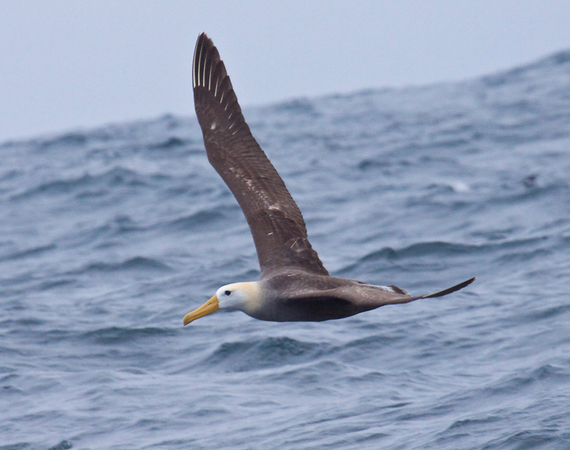 Waved-Albatros-Dusan-Brinkhuizen-1_(3)