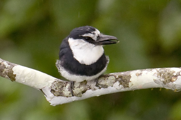 White-necked_Puffbird_SB