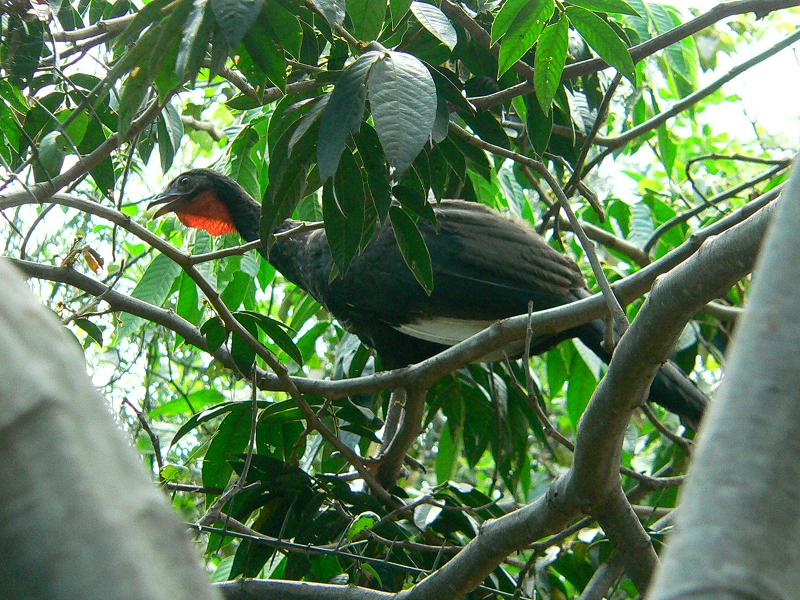 White-winged_Guan_2