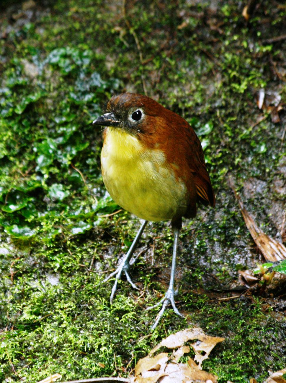 YBAntpitta2