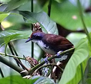 bicolored_antbird