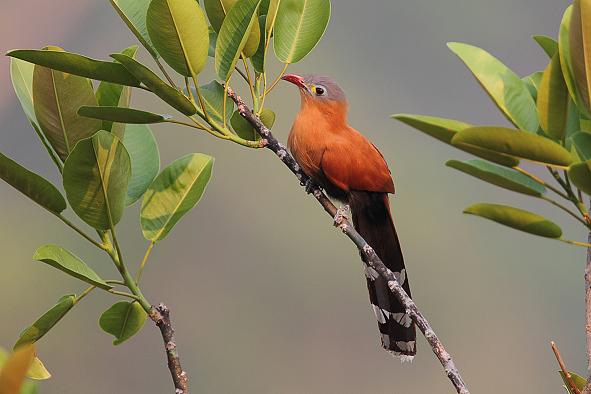 black-bellied_cuckoo_b