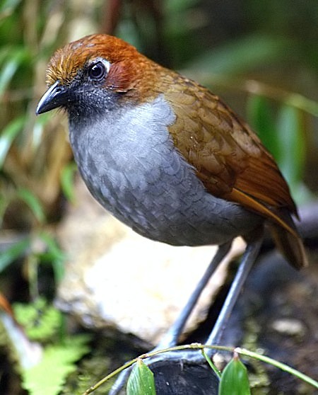 chestnut-naped_antpitta_DB_filtered