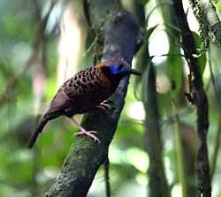 ocellated_antbird