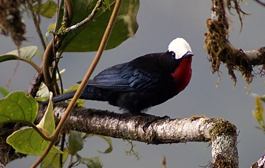 white-capped_tanager_DB_filtered